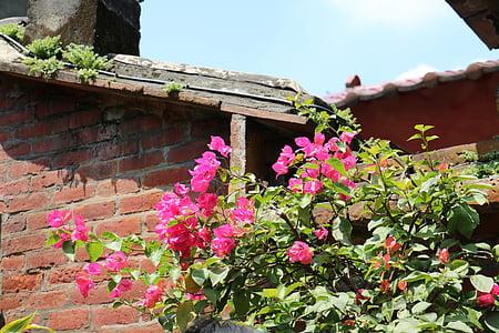 flower, wall, plant