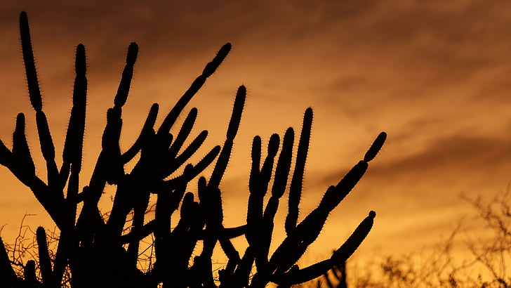 Cactus, zimţată, sol, apus de soare, Desert, silueta, spini