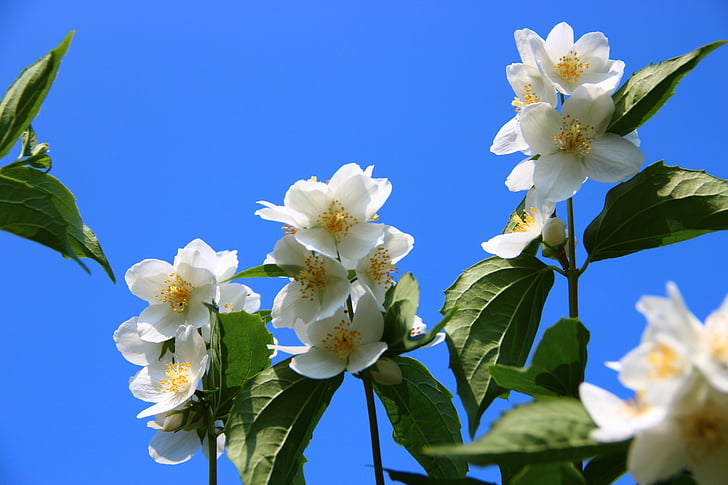 flowers, white, garden, plant, sky, blue