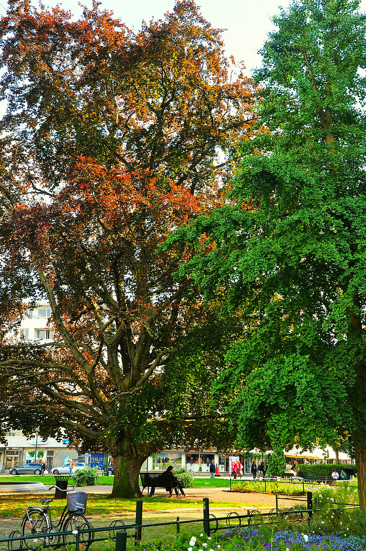 arbre, natura, vermell, verd, calma, d'alçada, fons de la naturalesa
