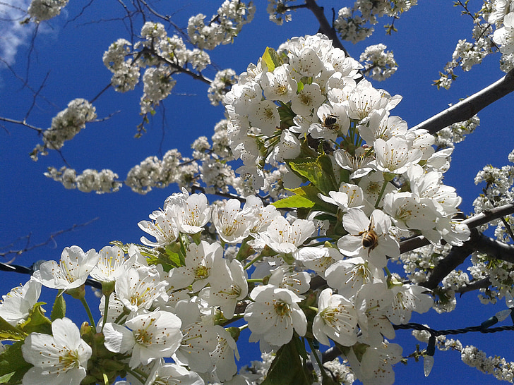květy, jaro, Apple blossom, obloha, včely, květ, kvetoucí