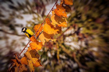 秋天, 鸟, 自然, 金色的秋天, 树, 秋天的落叶, 叶子