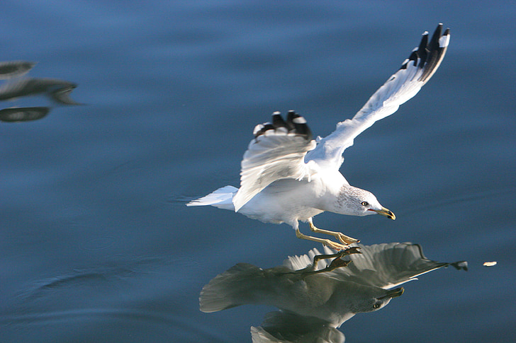 seagull, gull, bird, landing, water, animal, reflexion