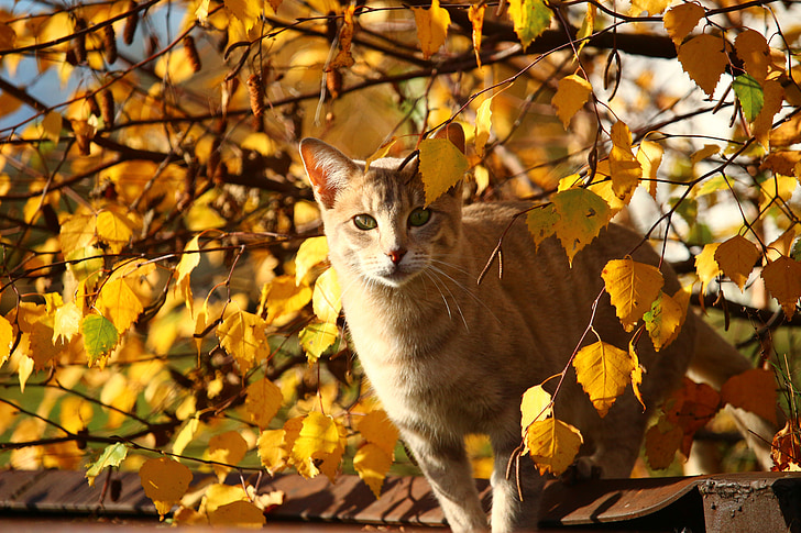 autumn, cat, leaves, mieze, fall foliage, kitten, nature