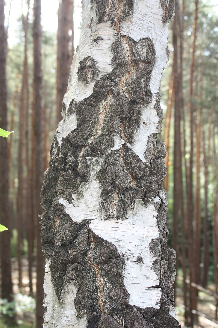 birch, bark, log