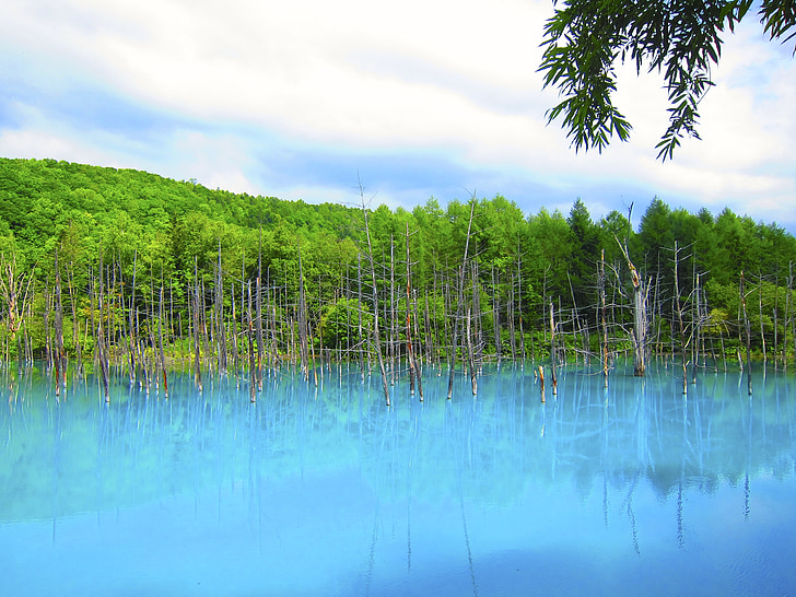 ribnjak, plava, stabla, odraz, mirnom, jezero, vode