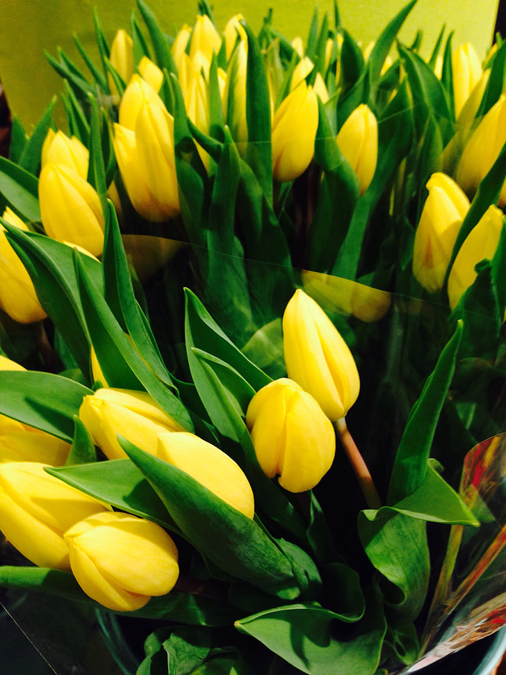 tulipanes, flores, amarillo