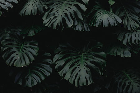 dark, green, leaf, plant, nature, blur, outdoor