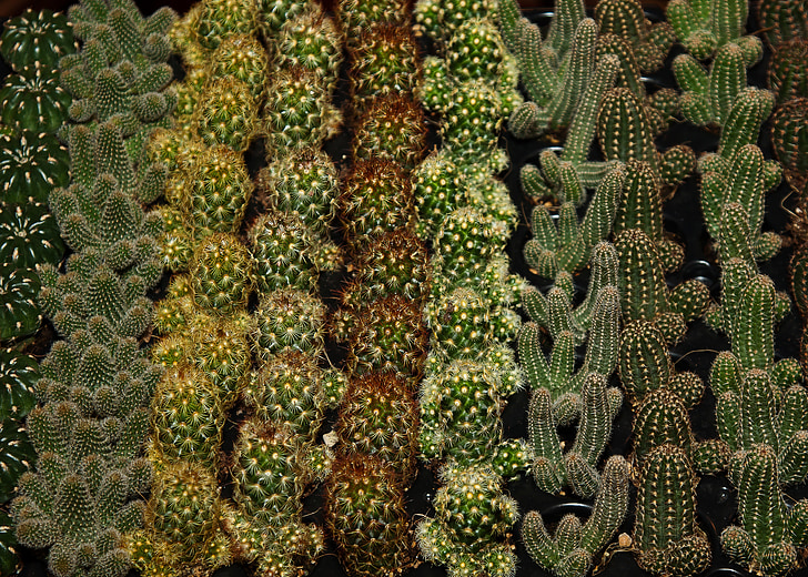 Cactus, lajikkeet, kasvi, Sting, kukka, vihreä, Sulje