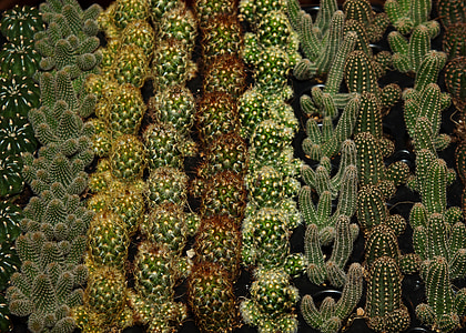 kaktusz, fajták, növény, Sting, virág, zöld, zár
