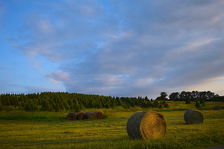 farm, trees, hay, green, agriculture, landscape, rural