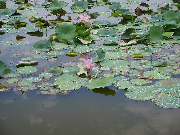 Lotus, rosa, anlegget, blomster, dammen, Leaf av nelumbo nucifera, rosa blomst