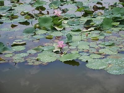 Lotus, Rosa, Anlage, Blumen, Teich, Blatt von Nelumbo nucifera, rosa Blume