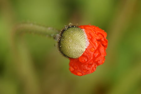 poppy flower, blossom, poppy, bud, folded, mohngewaechs, macro