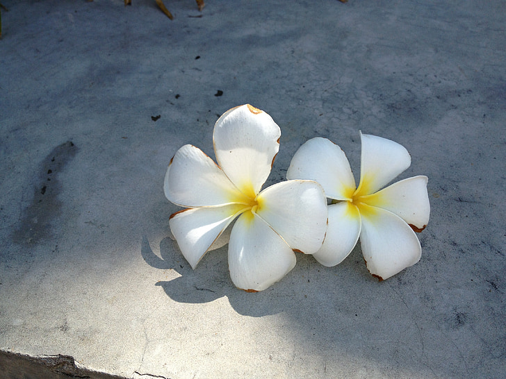 cvijet, bijeli cvijet, Cvjetni, proljeće, biljka, cvijet, vrt