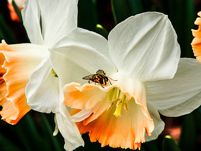 narcisos, abelha, flor, flor, Páscoa, Primavera, pastel
