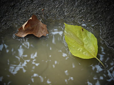 листа, Есен, Есенни листа, природата, дъждовна вода, мирни, залез