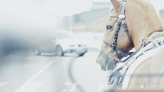 auto, kôň, konské hlavy, zimné, sneh, preprava, spôsob dopravy