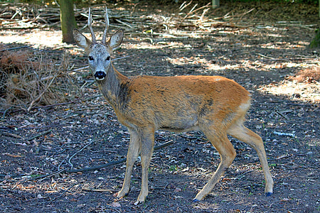 Roe deer, hutan, scheu, tanduk, alam, Mamalia, ternak ruminansia