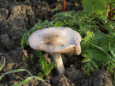 ciuperci, natura, toamna, cules de ciuperci, alb, închide, umed
