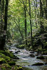 erdő, Bach, vízesések, Gerold sau, növény, többi, környezet