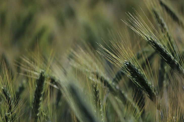 cornfield, spike, wheat, grain, cereals, field, agriculture