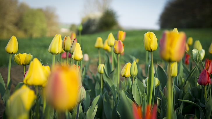 fleurs, flore, tulipes, plante, fleur, printemps, Tulip