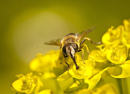 黄蜂, 宏观, 黄色, 关闭, 这种昆虫, 花, 绽放