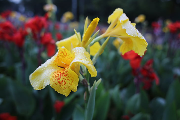 flower yellow field, wet, tropical flower, natural flower, garden, gardening