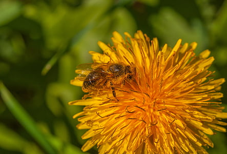 bee, flower, dandelion, plant, insect, nature, blossom