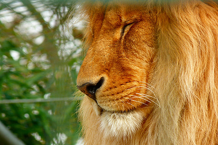 狮子, 动物园, 捕食者, 猫, 动物, 野生动物, 鬃毛