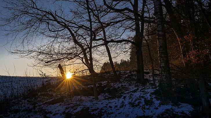 forest, winter, snow, evening, sunset, wintry, cold