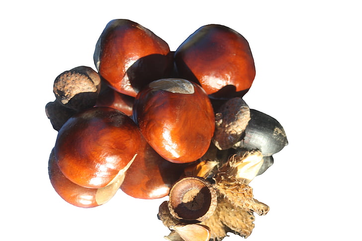 chestnut, fire, isolated, horse chestnut, autumn, brown, ordinary rosskastanie