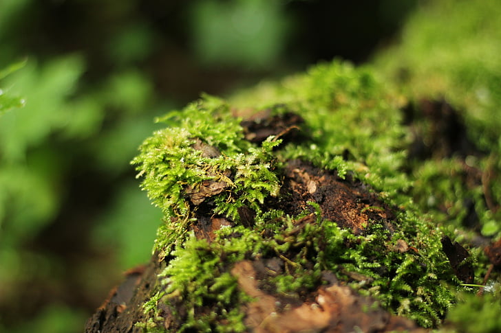 metsa, Moss, roheline, puu kännu, loodus, seened, taim