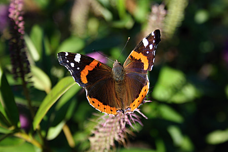 vlinder, Vanessa atalanta, nummervlinder, buttefly