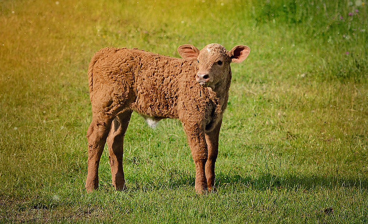 kalf, jonge dier, rundvlees, vee, vee, weide, gras