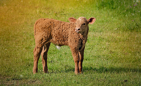 теле, младите животни, говеждо месо, Животновъдство, едър рогат добитък, ливада, трева