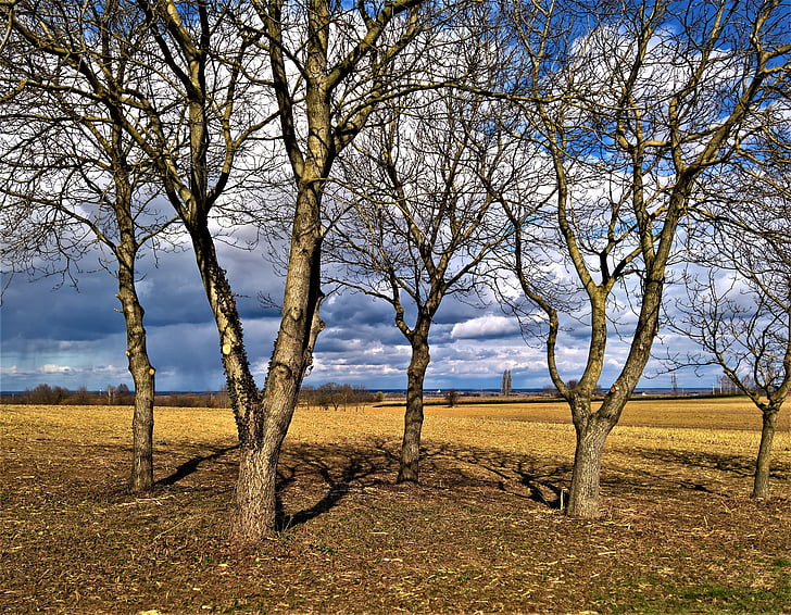 landscape, trees, spring is back, clouds and sky, nature, tree, rural Scene