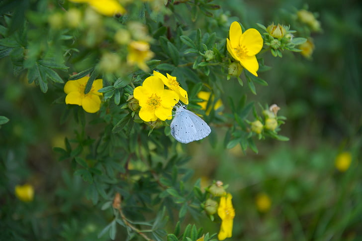 flowers, insect, butterfly, blue, yellow, green