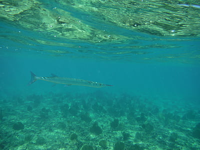 υποβρύχια, Κολύμβηση με αναπνευστήρα, καταδύσεις, κολύμπι, Sealife, Καραϊβική, ψάρια