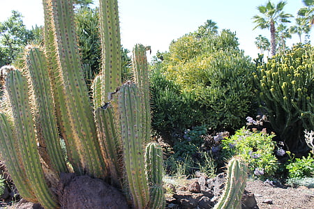 Cactus, öken, landskap, blå, Sky, Afrika