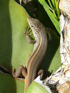 lizard, sargantana, reptile, scales, detail