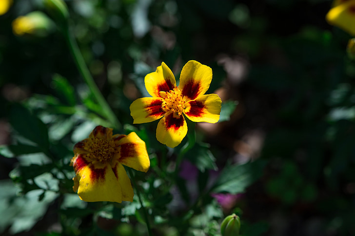 λουλούδι, κίτρινο κόκκινο, κίτρινο λουλούδι, άνθος, άνθιση, Κήπος, στον κήπο