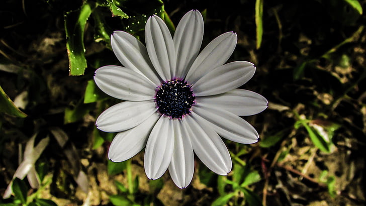 daisy, flower, white, nature, plant, spring, blossom