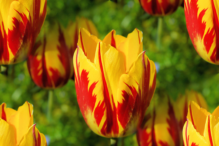 kwiaty, tulipany, Holandia, kolorowe, wiosna, początku gafa, żółty