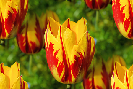 fleurs, tulipes, Holland, coloré, printemps, bloomer précoce, jaune