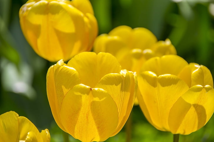 Tulipani gialli, primavera, lo sfondo, tulipano, bella, giardino, natura