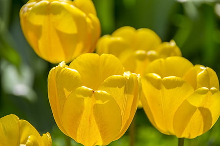 Tulip kuning, musim semi, latar belakang, Tulip, Cantik, Taman, alam