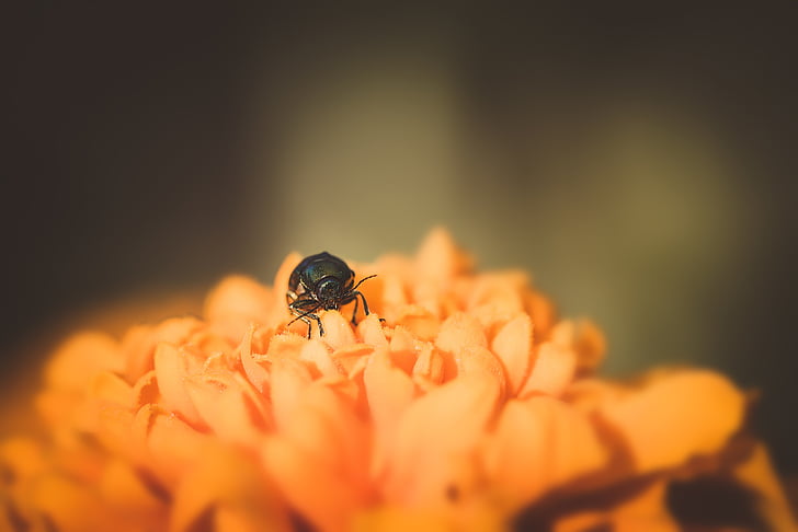 beetle, small beetle, black beetle, flower, orange flower, blossom, bloom
