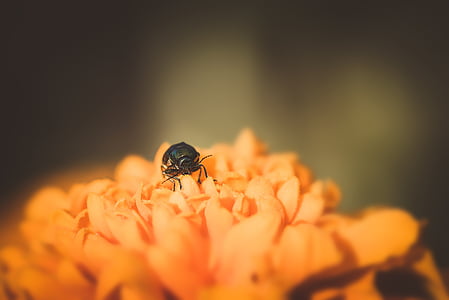 chrobák, malý chrobák, čierny chrobák, kvet, oranžový kvet, kvet, kvet